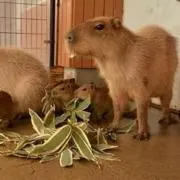 ままむの画像