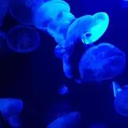 みんとちょこの画像