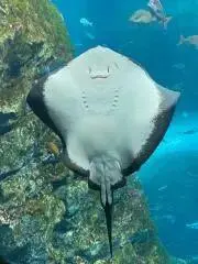 はちはちの画像