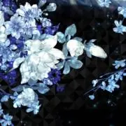 ともの画像