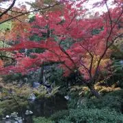 ゆうの画像