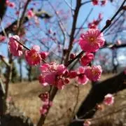 くるみの画像