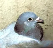 ハトおじの画像