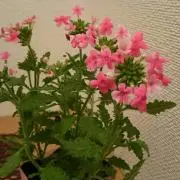 ハナ☆プロフ必読☆の画像