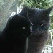 ねんねこごろの画像