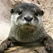 カワウソの画像