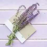 薫衣草