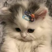 らむね