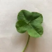 ヨーコの画像