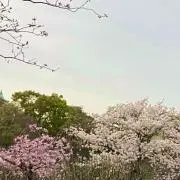 詠月の画像