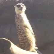 本は近日削除！ミーアキャットの画像