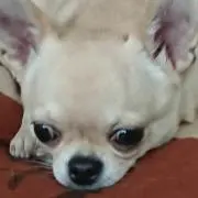 イルカのしっぽ