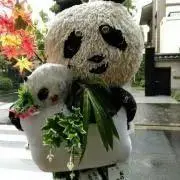 ダンシャリクスの画像