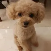 シン★必ずプロフお読み下さいねの画像