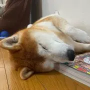 銀ちゃん