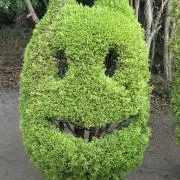 はぴはぴの画像