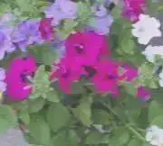 あくせる☆の画像
