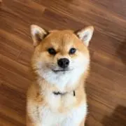 りほーの画像