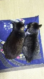 タマトラ★*☆※プロフ必読※の画像