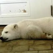 しろくま