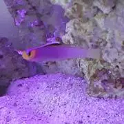 江戸バースの画像