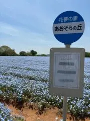しろの画像