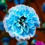 きいの画像