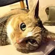 tomoshopの画像