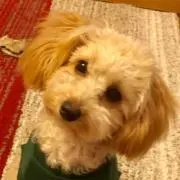 maluの画像