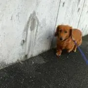Gの画像