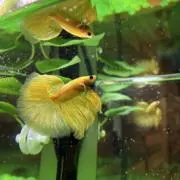 Betta Nobuの画像