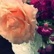 ぽむたん
