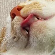 カムナの画像