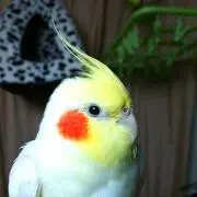 くーちゃん
