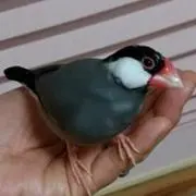 かな☆