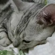 はっちゃん