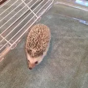 まつしょー