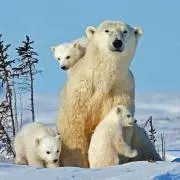 クマごろうの画像