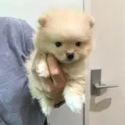 chii