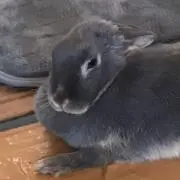 ルビー
