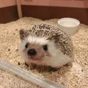 ふーみん