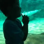 まささくの画像