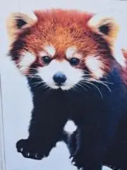 ぷっぷの画像