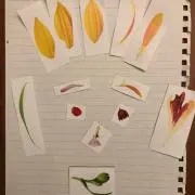 NSの画像