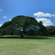 まからの画像