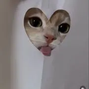 Radの画像