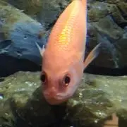 SOH