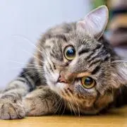 化猫の画像