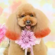 ももじ本家の画像