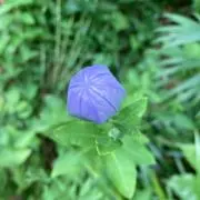 しーちゃん:プロフ確認お願いいたしますの画像
